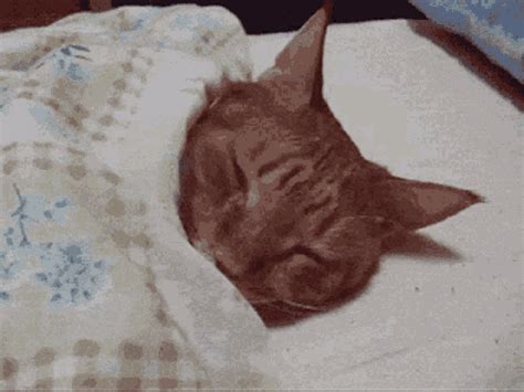 Add Caption. . Wake up cat gif